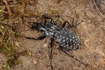 carabus-nodulosus2-foto-koehler