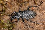 carabus-nodulosus3-foto-koehler