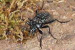 carabus-nodulosus4-foto-koehler