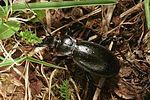 carabus-obsoletus-male-foto-polacek