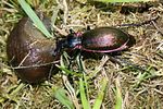 carabus-olympiae-prey-foto-blanc
