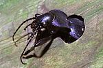 carabus-problematicus-detail-foto-hamers