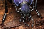 carabus-problematicus-detail-foto-kammel
