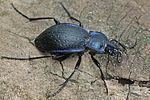 carabus-problematicus-foto-faasen
