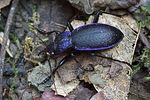 carabus-problematicus-foto-medger