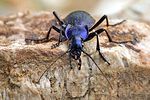 carabus-problematicus-foto-swadzba