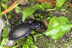 carabus-problematicus-prey-foto-jas