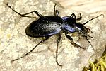 carabus-problematicus2-foto-dvorak