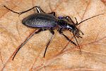 carabus-problematicus2-foto-koehler