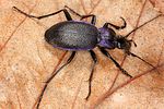 carabus-problematicus3-foto-koehler