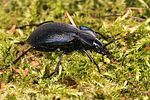 carabus-problematicus5-foto-koehler