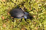 carabus-problematicus6-foto-koehler