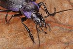 carabus-problematicus7-foto-koehler