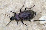 carabus-rugosus-foto-jacinto