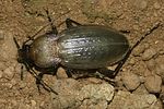 carabus-rugosus-pupa4-foto-andrade