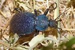 carabus-scabrosus-foto-krueger