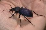 carabus-scabrosus2-foto-krueger
