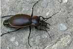 carabus-scheidleri-foto-auer
