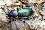 carabus-scheidleri-foto-dvorak
