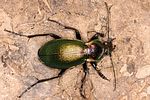 carabus-scheidleri-foto-koehler