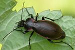 carabus-scheidleri2-foto-auer
