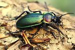 carabus-scheidleri2-foto-dvorak