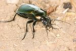 carabus-scheidleri3-foto-koehler