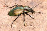 carabus-scheidleri4-foto-koehler