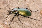 carabus-scheidleri5-foto-koehler