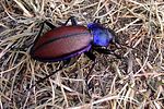 carabus-schoenherri-foto-flossmann