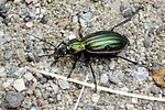 carabus-solieri-liguranus2-foto-gillett