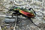 carabus-splendens-foto-martinez