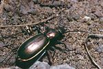 carabus-splendens-foto-pankow