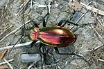carabus-splendens2-foto-martinez