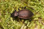 carabus-sylvestris-foto-altmann