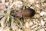 carabus-sylvestris-foto-krejcik