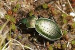 carabus-sylvestris-transsylvanicus-female-foto-polacek