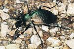 carabus-sylvestris-transsylvanicus3-foto-polacek
