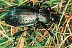 carabus-sylvestris-transsylvanicus5-foto-polacek