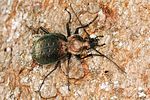 carabus-sylvestris2-foto-koehler