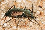 carabus-sylvestris3-foto-koehler