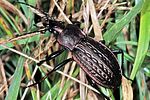carabus-ulrichii-foto-keresztes