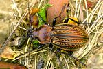 carabus-ulrichii-foto-krejcik