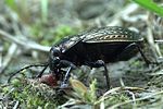 carabus-ulrichii-prey-foto-weidlich