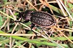 carabus-ulrichii2-foto-keresztes