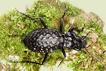 carabus-variolosus-foto-dvorak
