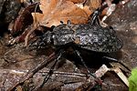 carabus-variolosus-foto-knon