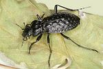 carabus-variolosus2-foto-dvorak