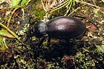 carabus-violaceus-germari2-foto-koehler