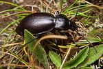 carabus-violaceus-germari3-foto-koehler